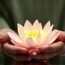 Hands meditating with lotus flower